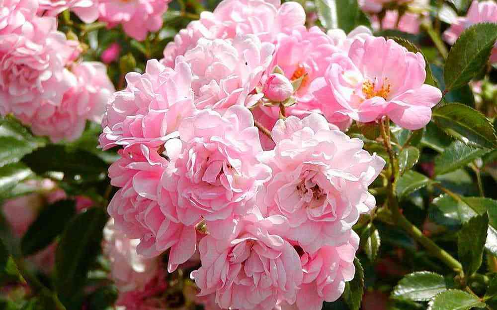 ze-fejri.jpg Зе Фейри (The Fairy)