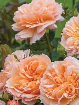 ze-ledi-gardner-the-lady-gardener_optimized.jpg Зе Леди Гарднер (The Lady Gardener)