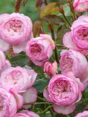 ze-mill-on-ze-floss-the-mill-on-the-floss_optimized.jpg Зе Милл он зе Флосс (The Mill on the Floss)