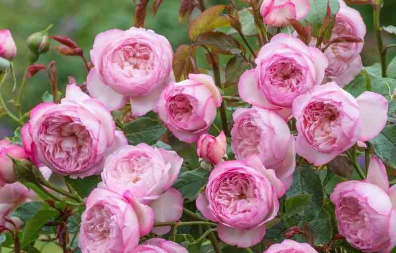 ze-mill-on-ze-floss-the-mill-on-the-floss_optimized.jpg Зе Милл он зе Флосс (The Mill on the Floss)