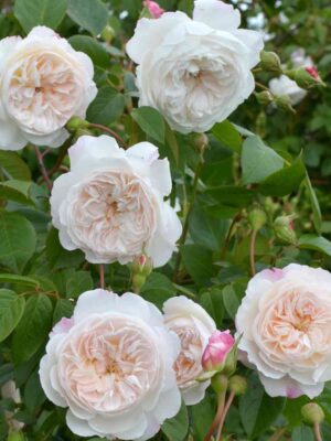 ze-oldbrajton-rambler.jpg Зе Олбрайтон Рамблер (The Albrighton Rambler)