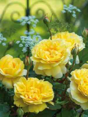 ze-poets-vajf-the-poets-wife_optimized.jpg Зе Поэтс Вайф (The Poet`s Wife)