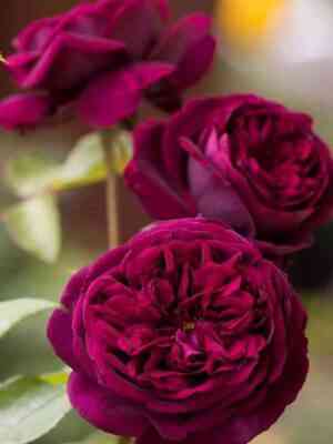 Зе Принц (The Prince)