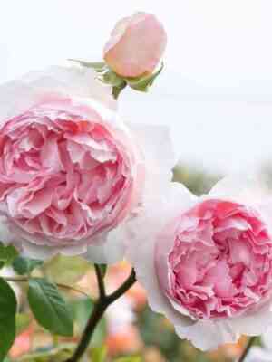 ze-vedzhvud-rouz.jpg Зе Веджвуд Роуз (The Wedgwood Rose)