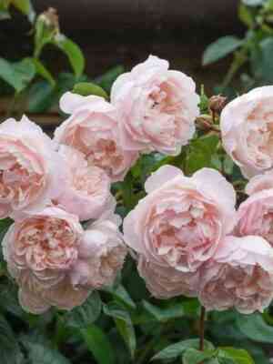 zedzhenerouzgardener_thegenerousgardener_optimized.jpg Зе Дженероуз Гарденер (The Generous Gardener)