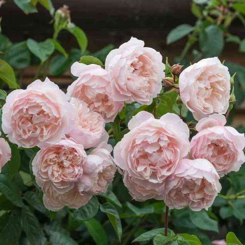 zedzhenerouzgardener_thegenerousgardener_optimized.jpg Зе Дженероуз Гарденер (The Generous Gardener)