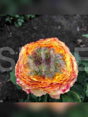 zelyonyj_ostrov_samoa.jpg Зелёный остров Самоа (Green Island Samoa)