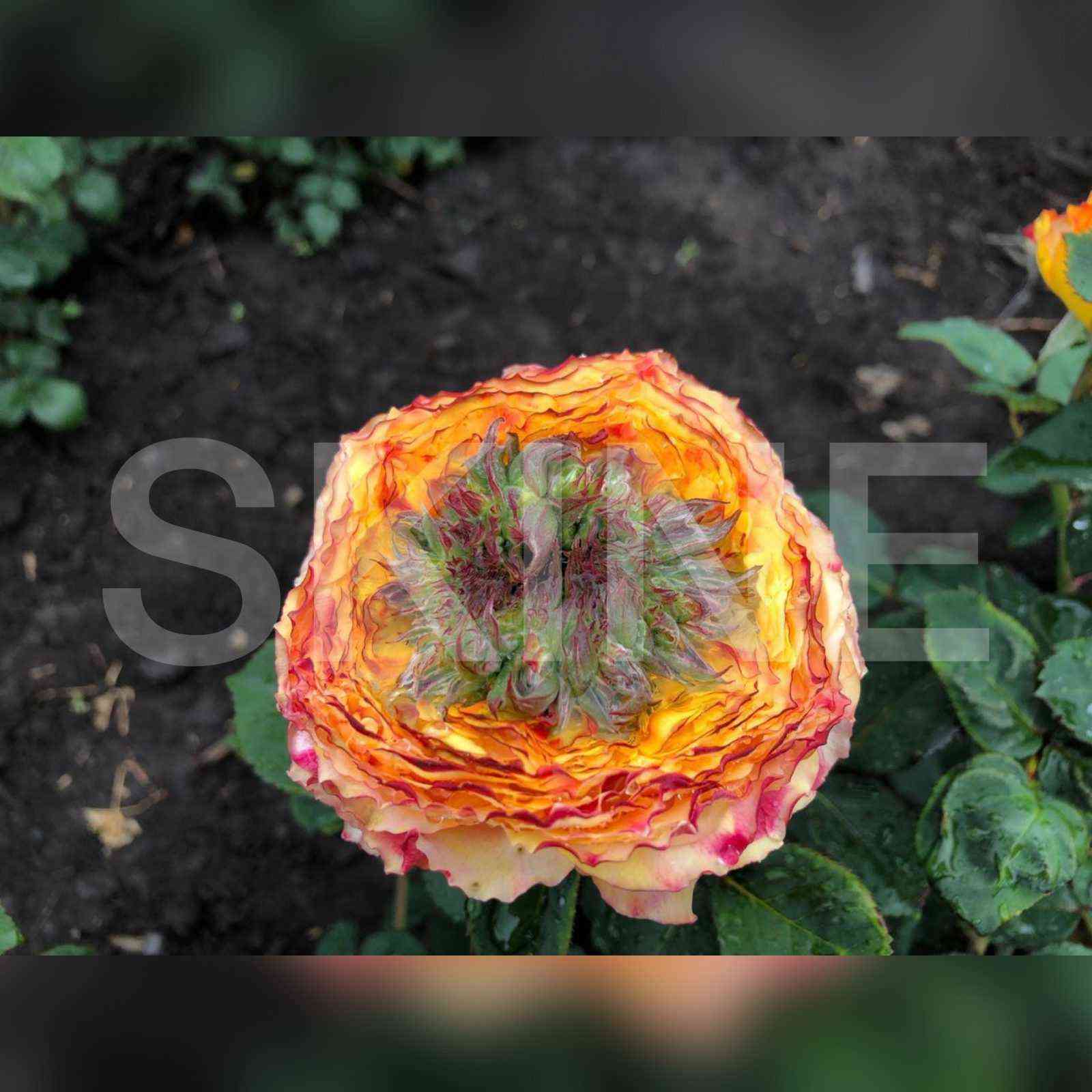 Зелёный остров Самоа (Green Island Samoa)