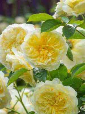 zepiligrim_thepilgrim_optimized.jpg Зе Пилигрим (The Pilgrim)