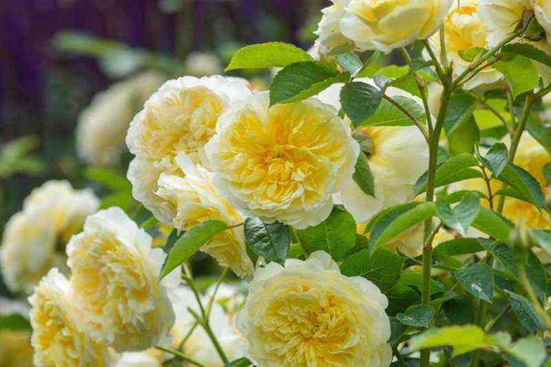 Зе Пилигрим (The Pilgrim)