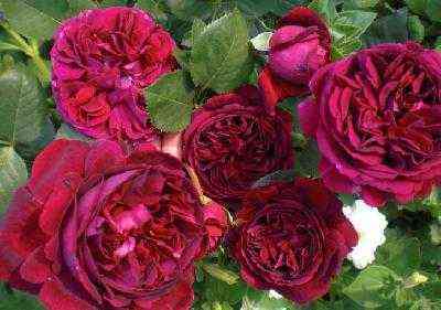 Зетс Джаз (That's Jazz)