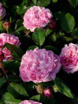 zhak_kart_e.jpg Жак Картье (Jacques Cartier)