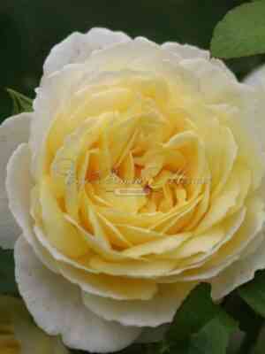 Жан Роби / Роби Флёри (Jean Robie / Robie Fleurie)