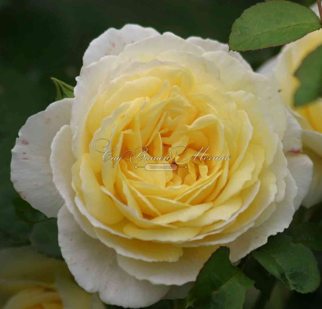 zhan-robi.jpg Жан Роби / Роби Флёри (Jean Robie / Robie Fleurie)