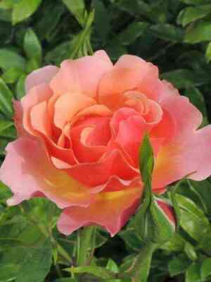 Жан Кокто (Jean Cocteau)