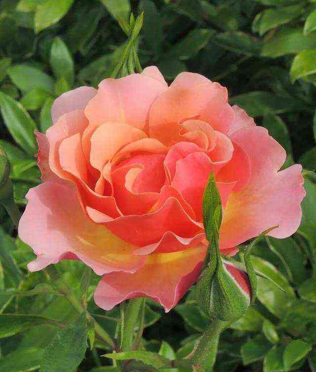 Жан Кокто (Jean Cocteau)