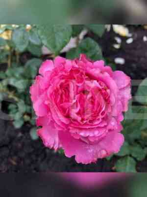 zhanelli.jpg Жанелли (Janelle)