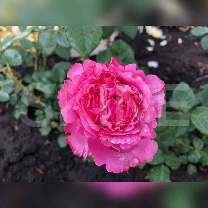 Жанелли (Janelle)