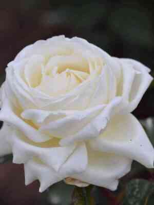 zhann-moro_optimized.jpg Жан Моро (Jeanne Moreau)