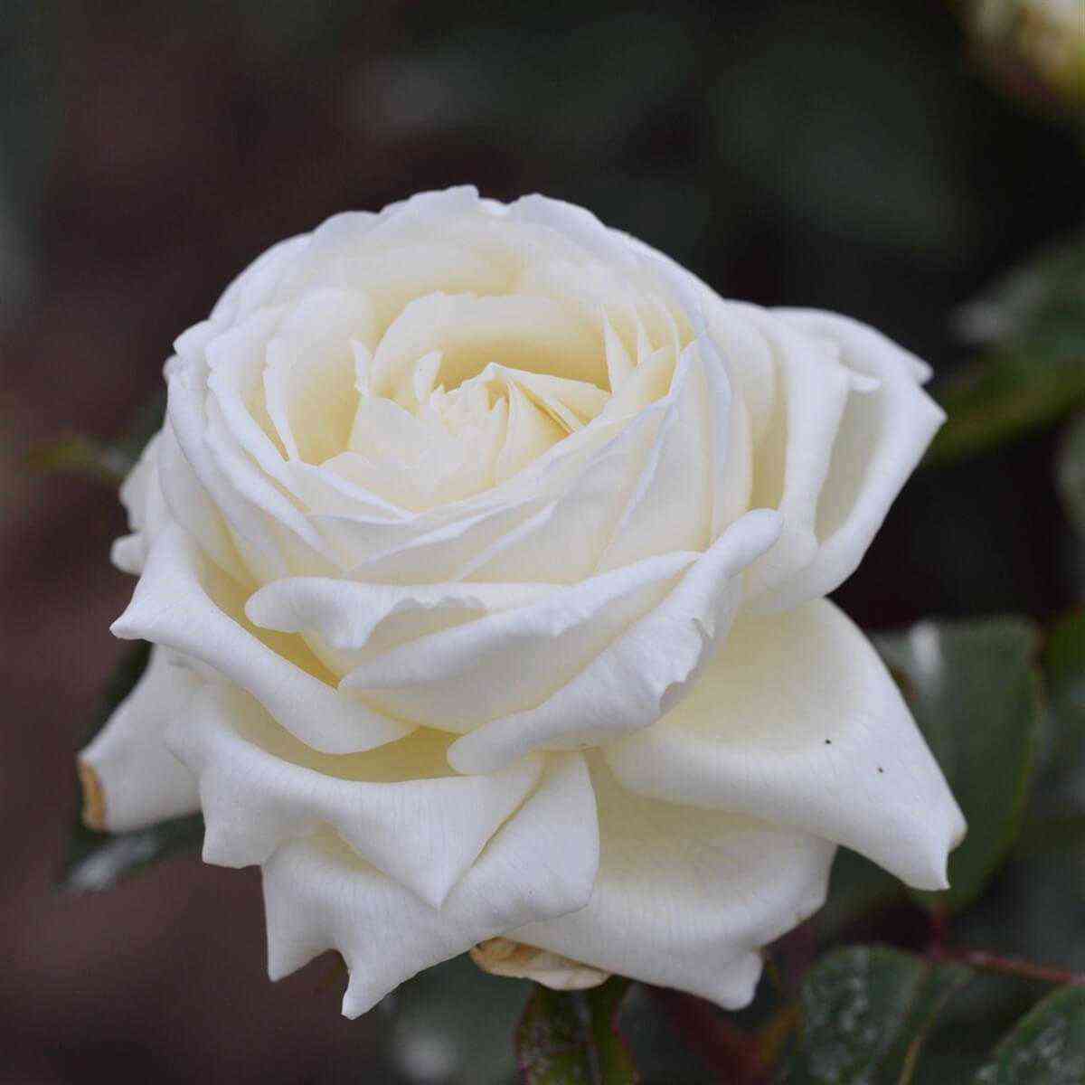 Жан Моро (Jeanne Moreau)