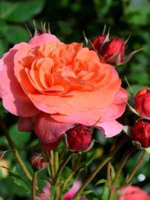 zhardan-de-bryul.jpg Жардан Дю Брюль (Jardin Du Brule)