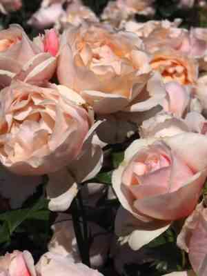 Жардан де Тюильри (Jardin Des Tuileries)