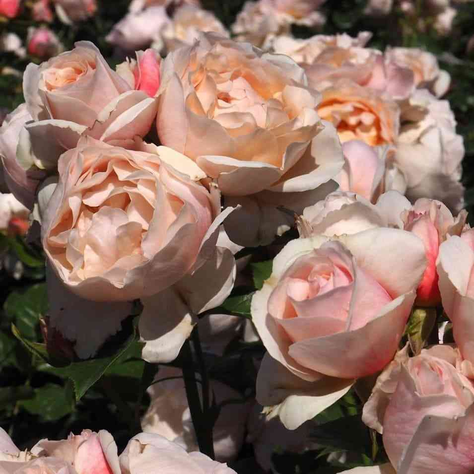 Жардан де Тюильри (Jardin Des Tuileries)