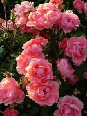 Жарден де Франс (Jardins de France)