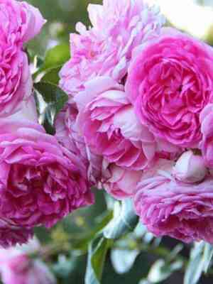 Жасмина (Jasmina)