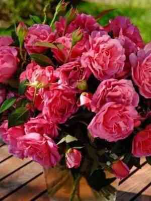 Жэнэрасьон Жардан (Generation Jardin)