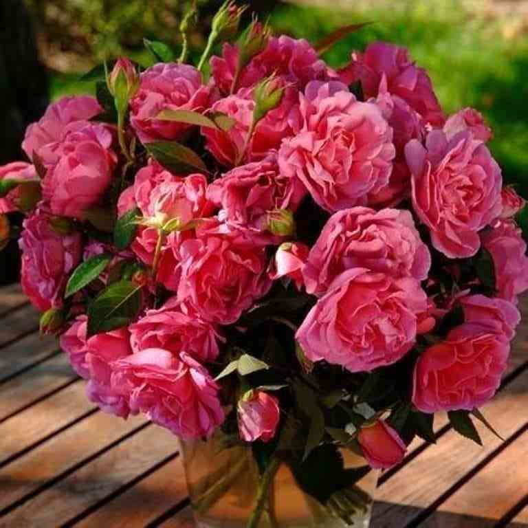 Жэнэрасьон Жардан (Generation Jardin)