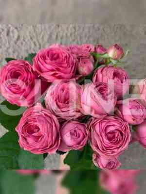 Жизель (Giselle)