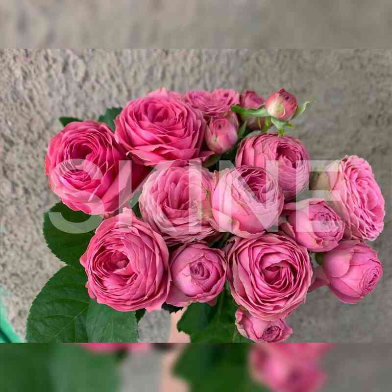 Жизель (Giselle)