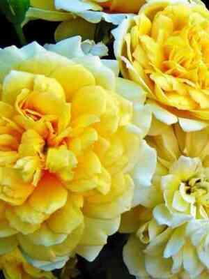 zhoel-maruani.jpg Жоэль Маруани (Joelle Marouani)