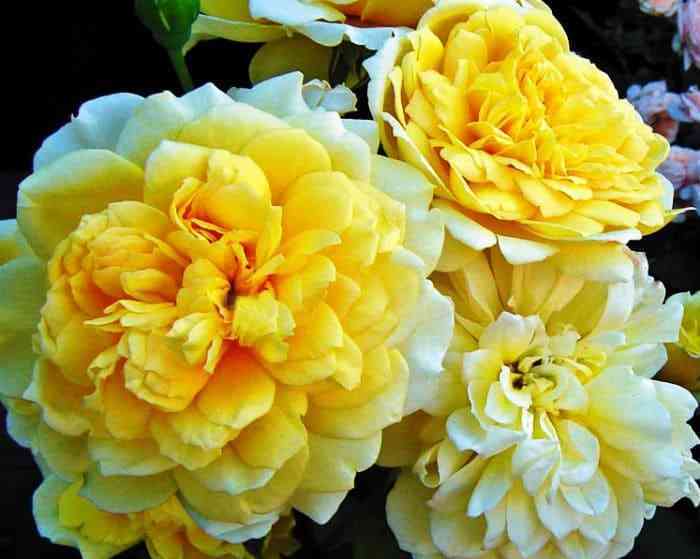 zhoel-maruani.jpg Жоэль Маруани (Joelle Marouani)