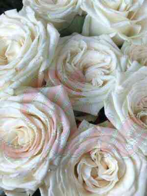 zhuvena.jpg Жувена (Juvena)