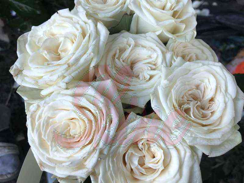 Жувена (Juvena)