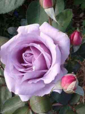 Майцер Фастнахт (Mainzer Fastnacht)