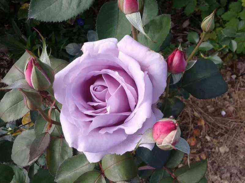 Майцер Фастнахт (Mainzer Fastnacht)